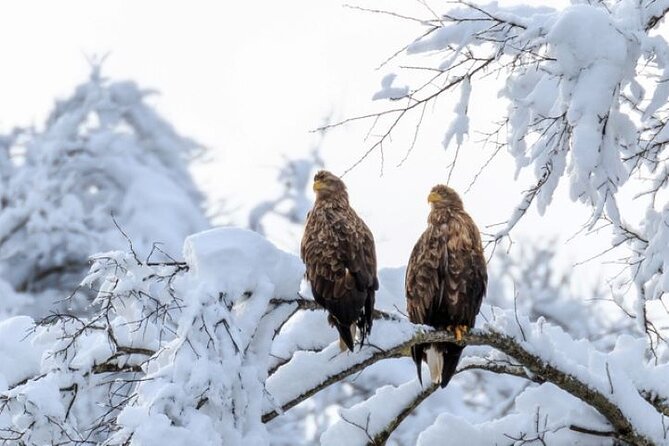 Snow View Rafting With Watching Wildlife in Chitose River - Experiencing the Chitose River Rafting Adventure