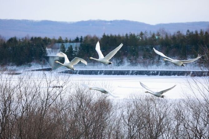 Snow View Rafting With Watching Wildlife in Chitose River - Observing Wildlife During the Rafting Tour