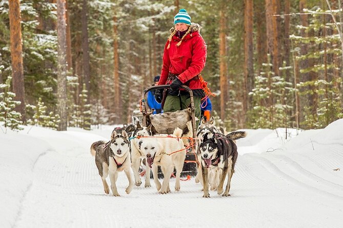 Snowmobile & Animals Day Tour - Reindeer Sleigh Experience