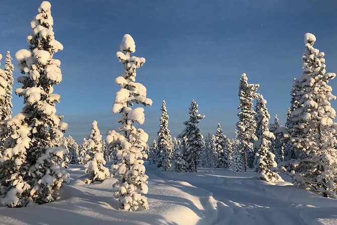 Snowmobile Arctic Adventure - Customer Feedback Highlights