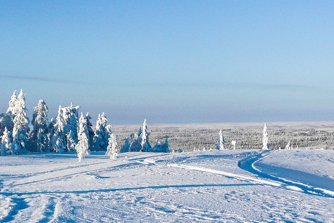 Snowmobile Safari in the Forest - Traveler Feedback and Ratings