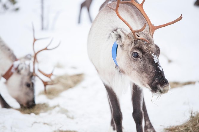 Snowmobile Safari to Visit Reindeers at Wilderness Camp, Including Lunch - Inclusions
