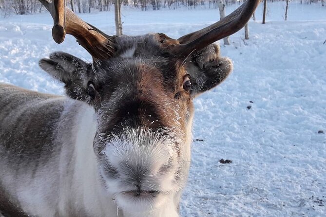 Snowmobile Safari to Visit Reindeers at Wilderness Camp, Including Lunch - Safety Precautions