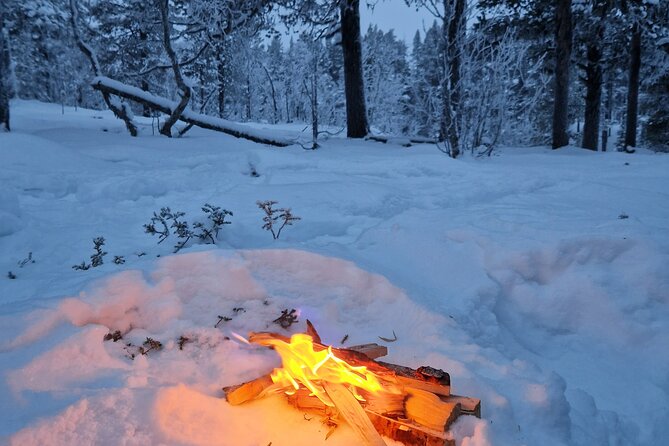 Snowshoe in a Winter Forest - Expert Guidance by Local Naturalists