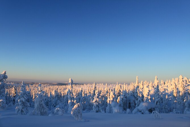 Snowshoe in a Winter Forest - Customer Experiences and Testimonials