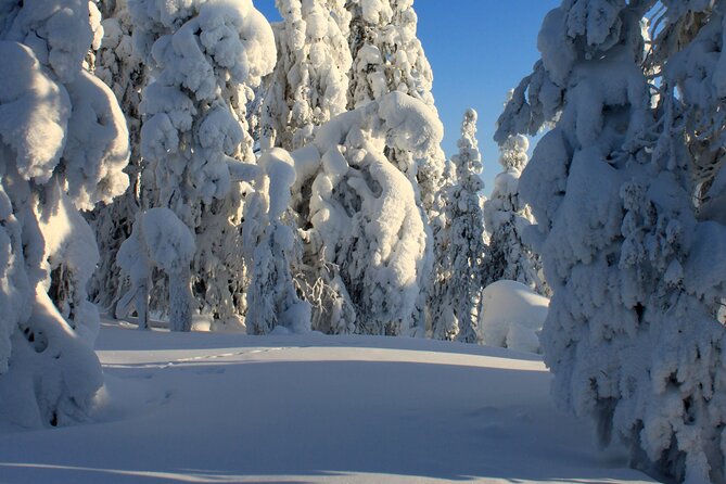 Snowshoe in a Winter Forest - Preparing for Your Adventure