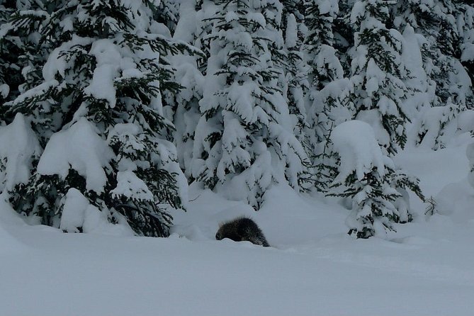 Snowshoe in Kananaskis Country - Meeting Point and Logistics