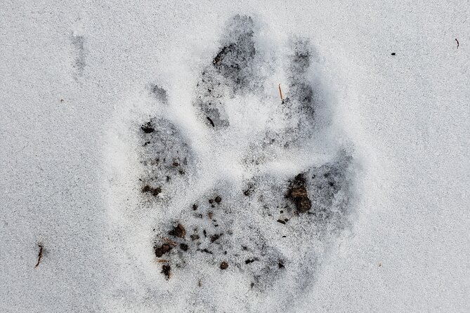 Snowshoe or XC Ski in North Yellowstone (Half Day) - Reviews