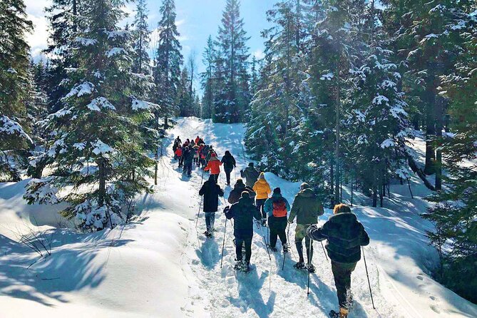 Snowshoe Tour in Winter Wonderland - Oslo - Positive Experiences