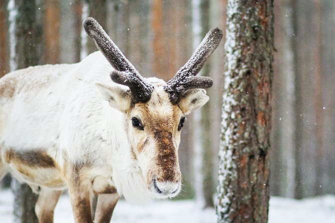 Snowshoe Trip in the Forest - Guided Experience
