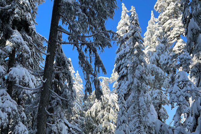 Snowshoeing In Vancouvers Winter Wonderland - Booking and Reservations