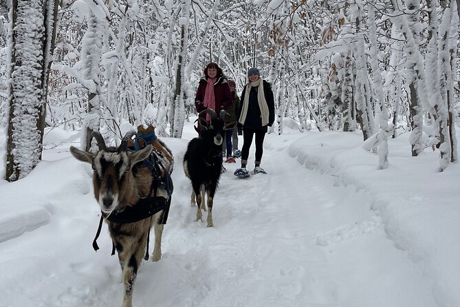 Snowshoeing With Mountain Goats Private Activity - What to Expect