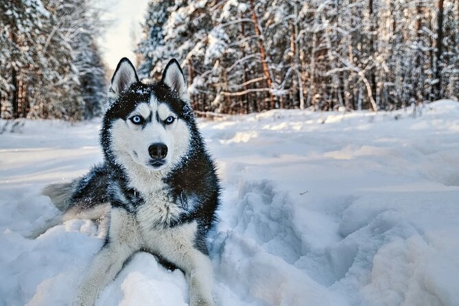 Snowy Trails 10KM Husky Safari From Rovaniemi - Confirmation and Departure Details