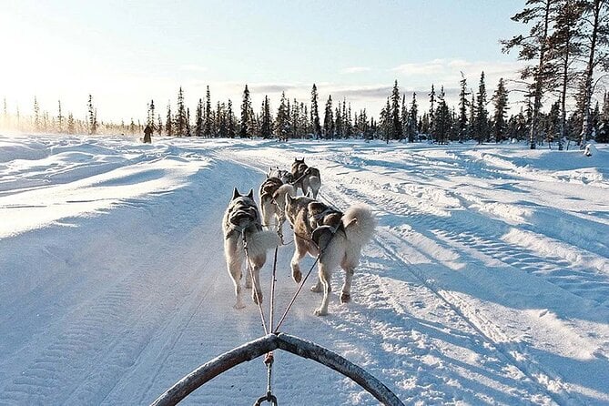 Snowy Trails 10KM Husky Safari From Rovaniemi - Recommendations and Restrictions