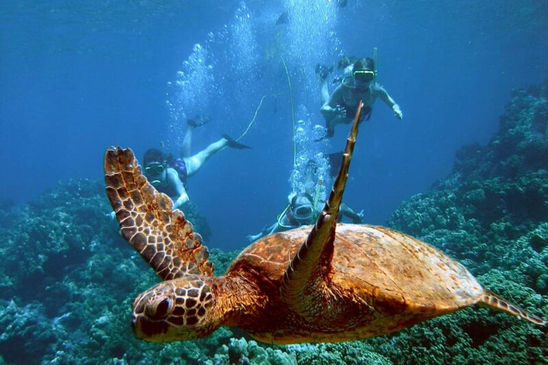 SNUBA Diving at CHILENO BAY - Pricing and Booking