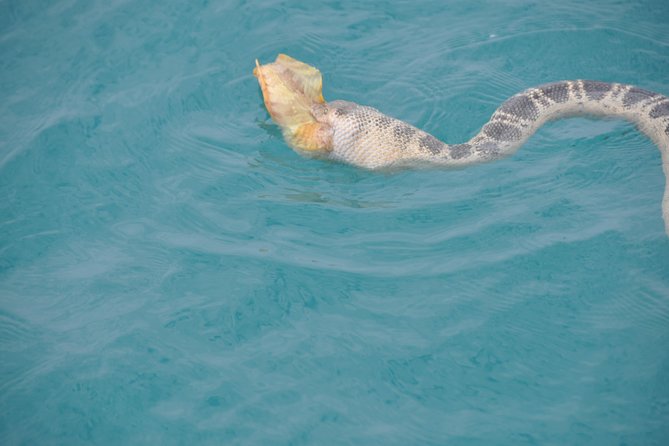 Snubfin Dolphin Eco Cruise From Broome - Comfortable Catamaran Experience