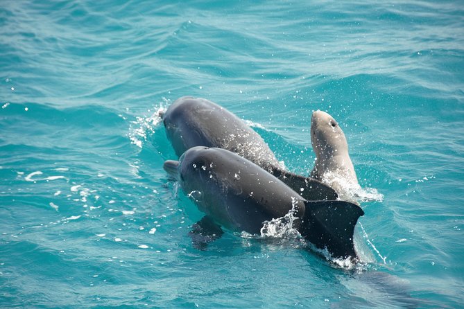 Snubfin Dolphin Eco Cruise From Broome - Guest Reviews and Ratings