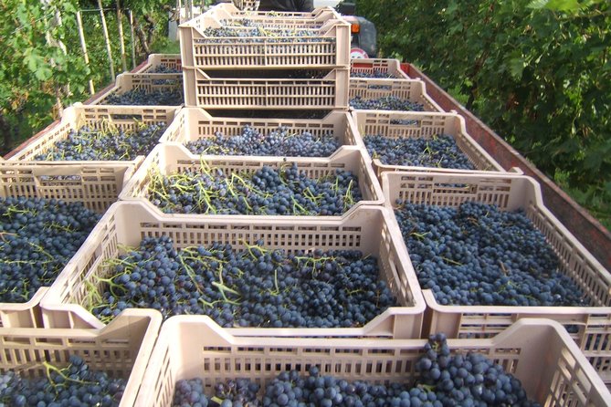 Soave Borgo Wine Day Trip With Light Lunch & 2 Wineries - Winery Visits and Tastings