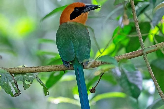 Soberania National Park Day Trip From Panama City - Key Points