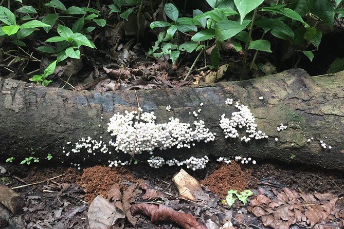 Soberania National Park Hike - Key Attractions and Sights Along the Hike