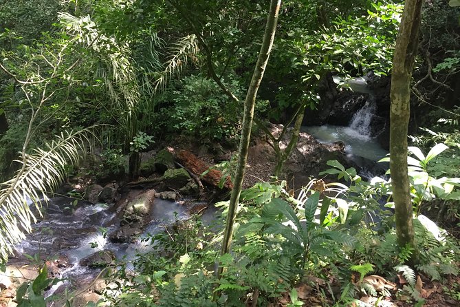 Soberania National Park Hike - Wildlife Diversity and Observation Opportunities