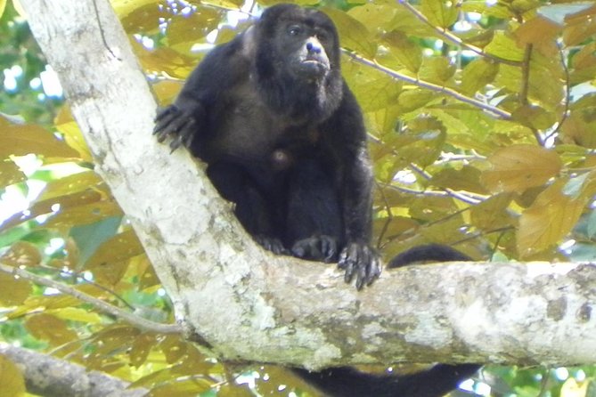 Soberania National Park Hike - Tour Inclusions and Logistics