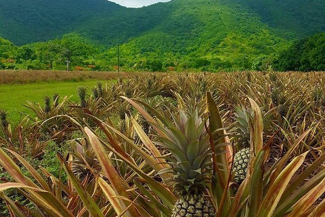 SoCoHo Jeep Safari - Historical Sites - Lunch - Beach - Savoring Local Cuisine