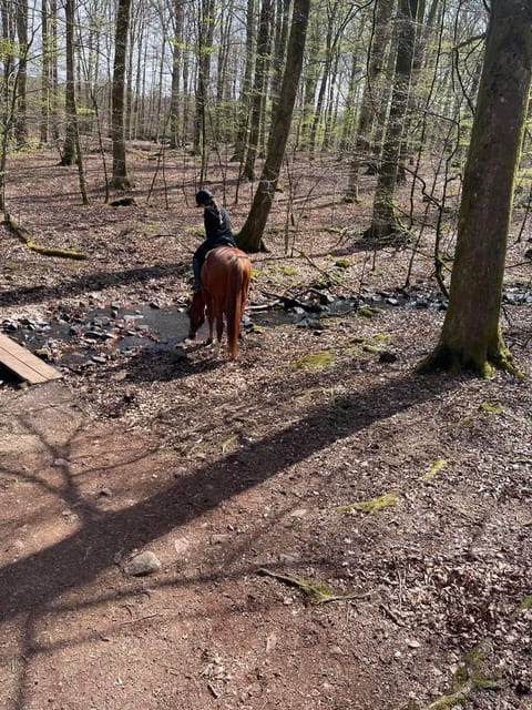 Söderåsen National Park: 2.5-Hour Horseback Ride - Booking and Cancellation Policy