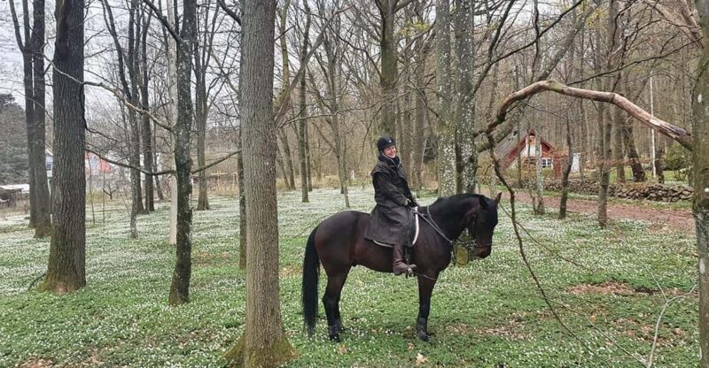 Söderåsen National Park: 3.5h Riding for Experienced Riders - Activity Overview