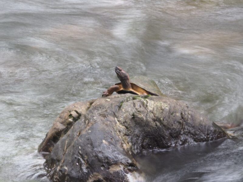 Sok River : Bamboo Raft Ride, Monkey Temple and View Point - Customer Reviews and Ratings