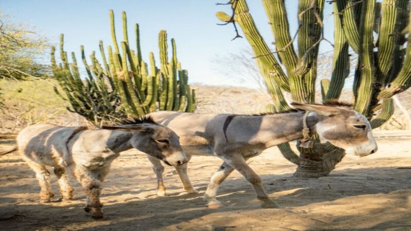 Sol De Mayo Oasis: Explore Natural Springs and Charming Town - Itinerary Highlights