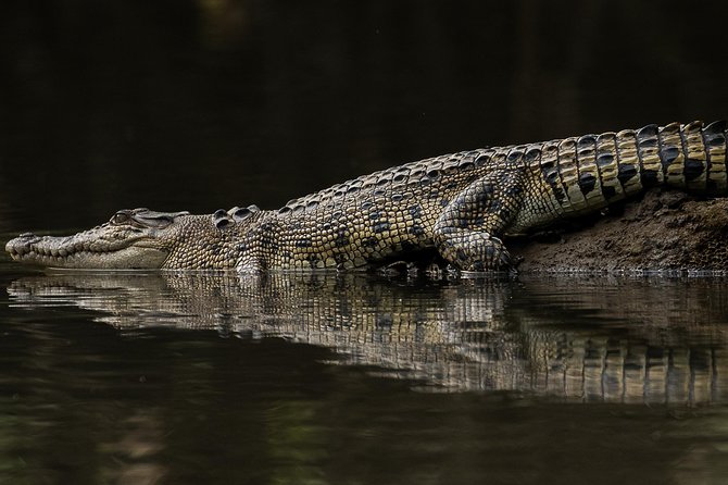 Solar Whisper Daintree River Crocodile and Wildlife Cruise - Meeting Point
