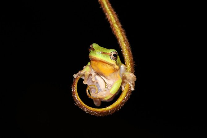 Solar Whisper Daintree River Crocodile and Wildlife Cruise - Tour Details