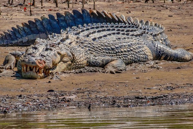 Solar Whisper Daintree River Crocodile and Wildlife Cruise - Crocodile and Wildlife Sightings