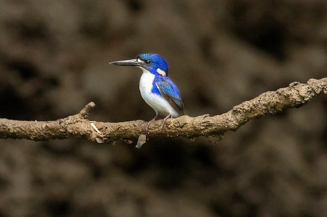 Solar Whisper Daintree River Crocodile and Wildlife Cruise - Cruise Experience