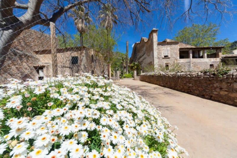 Sóller: Alfabia Gardens Entrance Ticket - Visitor Experiences