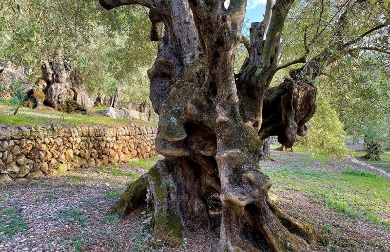 Sóller: Olive Oil Guided Tour and Tasting at Can Det Estate - Tasting the Ancient Olive Oils