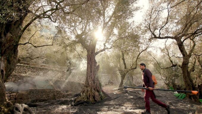 Sóller: Olive Oil Guided Tour and Tasting at Can Det Estate - Sampling Typical Mallorcan Delicacies