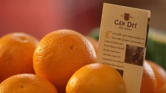 Sóller: Olive Oil Guided Tour and Tasting at Can Det Estate - Accessibility and Transportation