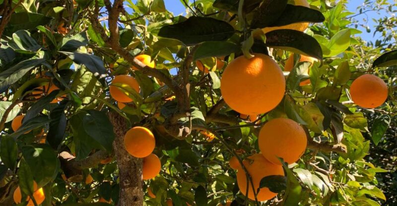 Soller Valley Walk: Small Villages and Citrus Farm Visit - Highlights of the Tour