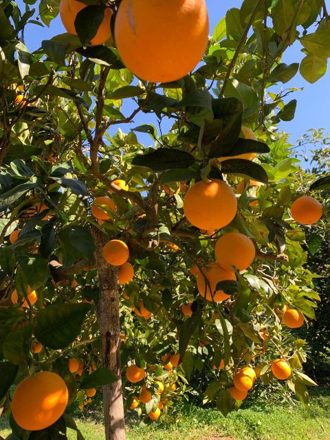 Soller Valley Walk: Small Villages and Citrus Farm Visit - Tasting of Local Products