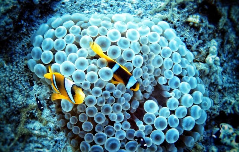 Soma Bay: Magawish Island & Snorkeling Tour W Buffet Lunch - Participant Information