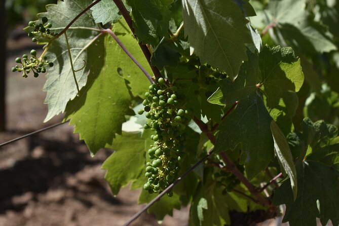 Sonoma and Napa Wine Tour Private Tours 8 to 10 Hours Max 14 Pax - Frequently Asked Questions