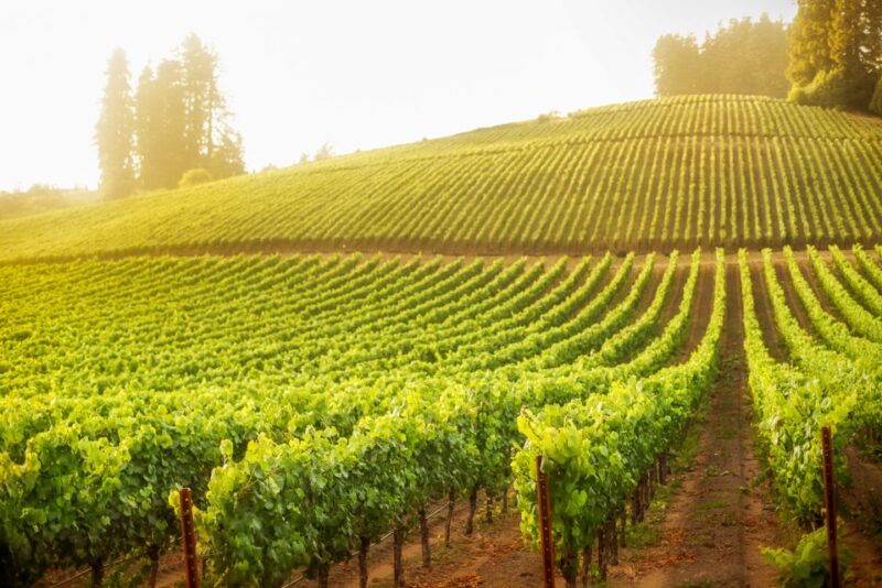 Sonoma County: Tasting Pass (Choose 1, 2, or 90 Days) - Pass Details