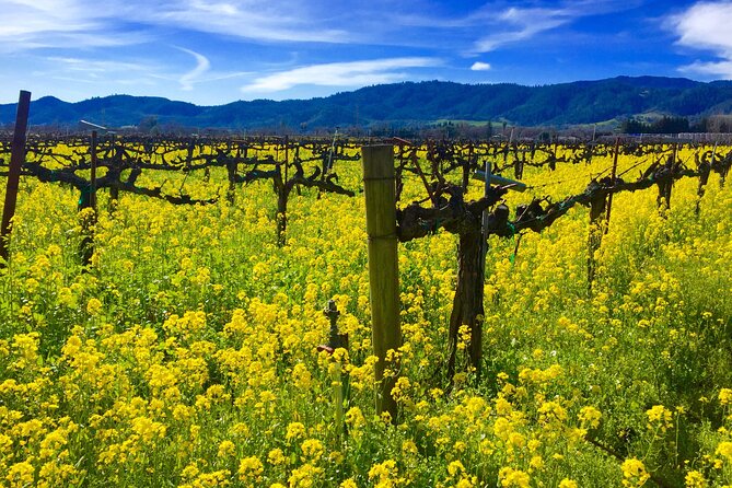 Sonoma & Healdsburg Wine Tours - Personalized Experience Preferences