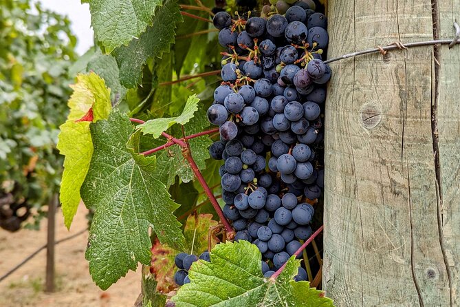 Sonoma Scavenger Hunt Walking Tour & Game - Accessibility and Special Accommodations
