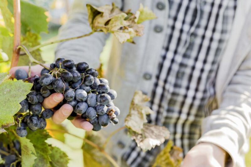 Sonoma Valley: Guided Winery Tour With Picnic Lunch - Wine Tasting