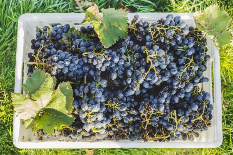 Sonoma Valley: Guided Winery Tour With Picnic Lunch - Inclusions