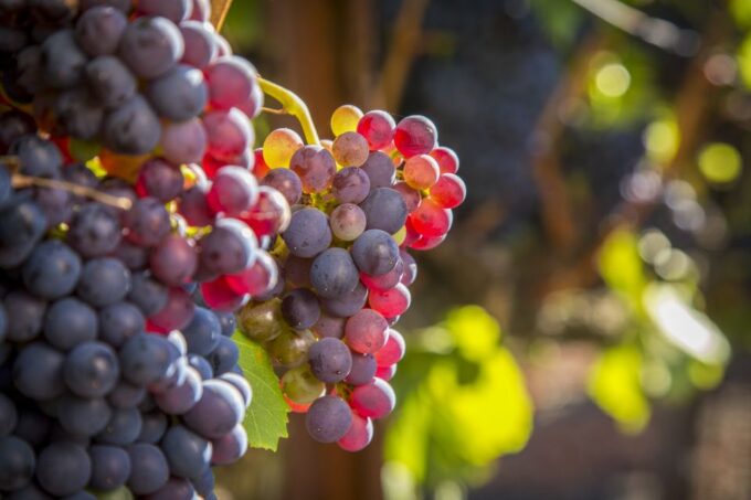 Sonoma Valley: Guided Winery Tour With Picnic Lunch - Important Information