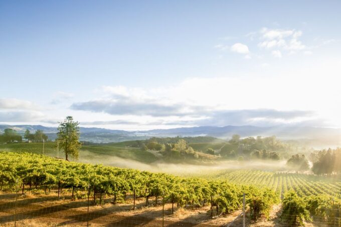 Sonoma Valley: Guided Winery Tour With Picnic Lunch - Customer Reviews